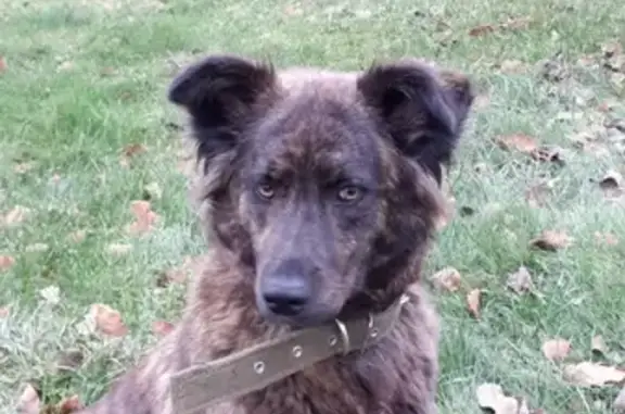 Пропала собака Тигруша, Московская область, Егорьевск.