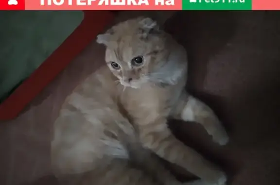 Пропала кошка на Новопоселковой улице, Москва