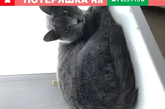 Кошка найдена на ул. Новоузенской, Саратов