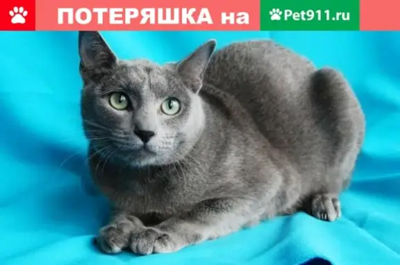 Потерянные животные Смоленск, фото: Пропала кошка по адресу г.Смоленск, ул. М.Еременко, 54а