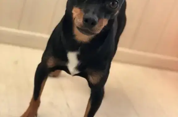 Потерянные животные Сургут, фото: Пропал чёрный Той-терьер Макс с шрамами в Сургуте