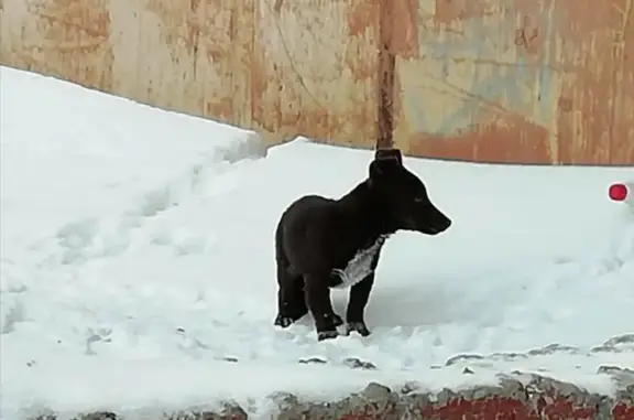 Щенок ищет дом в Кемерово, Россия.