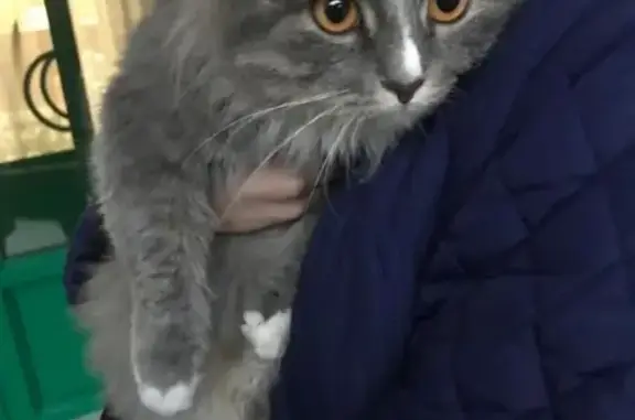 Найдена кошка на территории санатория в Москве