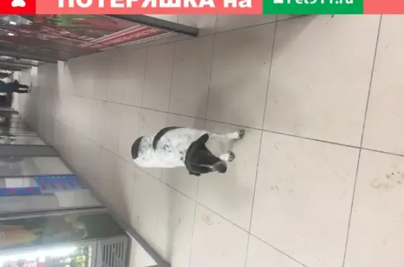 Найдена собака на улице Есенина, 15 в Новосибирске