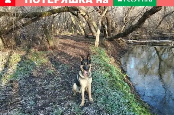 Собаки потеряшки, Старый Оскол, фото: Потеряшка собака Барон в с. Незнамово, Белгородская обл.