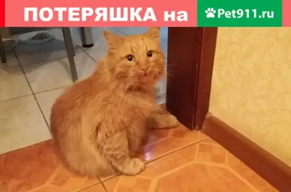 Найдена кошка в Гомеле с пигментными пятнышками