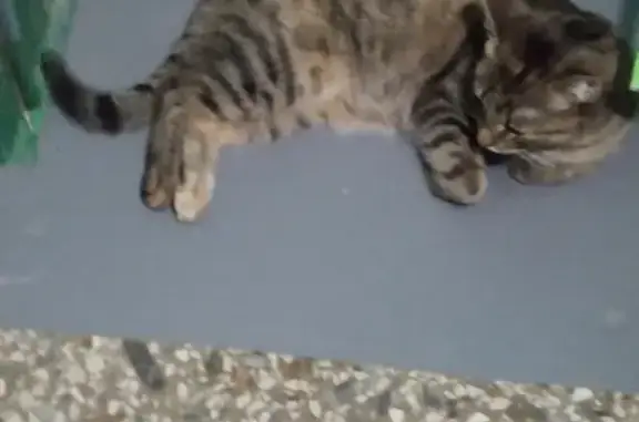 Полосатый кот с ошейником найден в Санкт-Петербурге