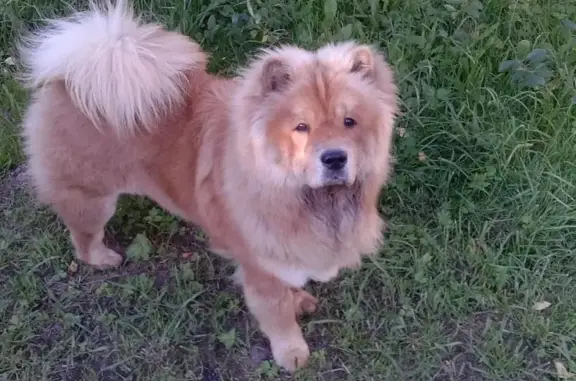 Пропала собака в Рязанской области, помогите найти!