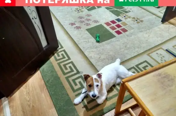 Собака найдена в Калуге, ул. Льва Толстого, 55.