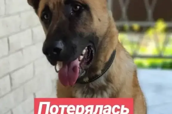 Пропала собака Хатико в СОНТ Металлург-3, Балашиха