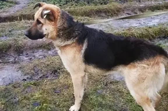 Найден крупный и дружелюбный пес в Домодедово