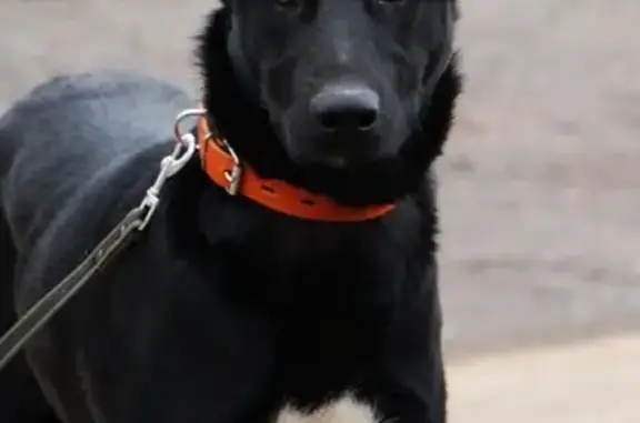 Найден молодой пес в Домодедово, без ошейника
