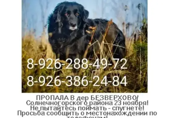 Пропала собака Метис в деревне Безверхово, Московская область
