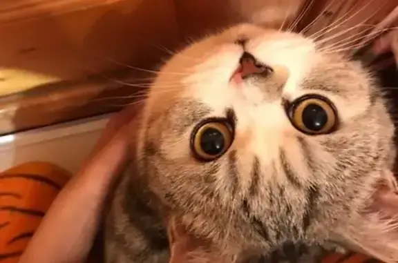 Потерянные животные Владимир, фото: Пропал кот Мартин на улицах Батурина/Дегтярёва/Матросова