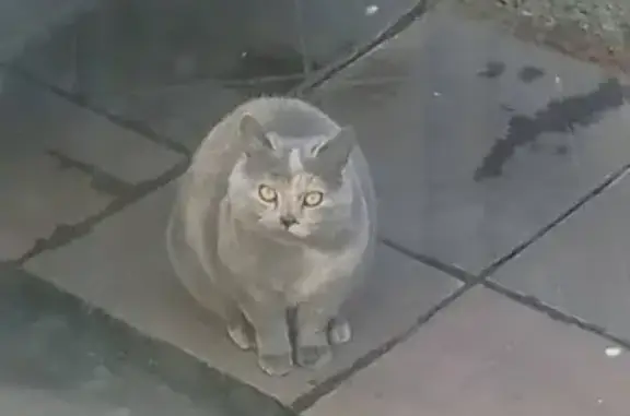 Найдена кошка в Ставрополе