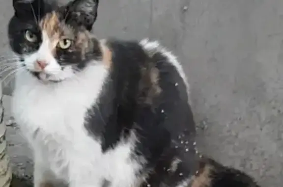 Пропала кошка в Новочеркасске
