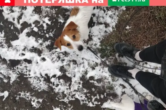 Пропала собака в Омске с зелёным ошейником