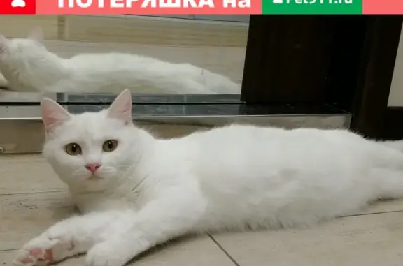 Найдена белая кошка на ул. Ленинградская, 4