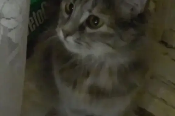 Кошки потеряшки, Таганрог, фото: Потеряшка кошка Феня на Цветной ул.