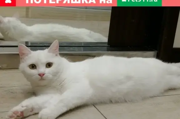 Найдена домашняя кошка на ул. Ленинградской, ищут хозяев