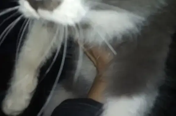 Кошка найдена в Краснодаре на Волжской улице