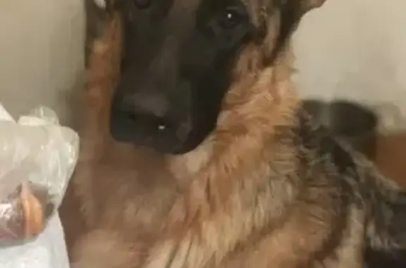 Потерянные животные Хабаровск, фото: Пропала собака в Хабаровске с клеймом на животе