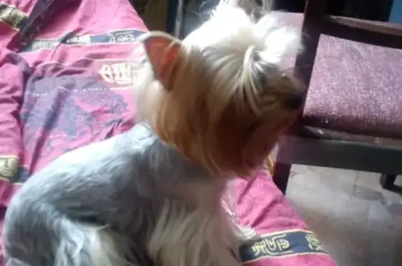 Собаки потеряшки, Санкт-Петербург, фото: Потеряшка собака Люся на улице Подвойского, СПб