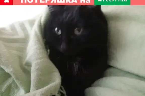 Объявления о пропавших и найденных животных, Ижевск, фото: Пропала кошка Муся на улице Карла Маркса, Ижевск