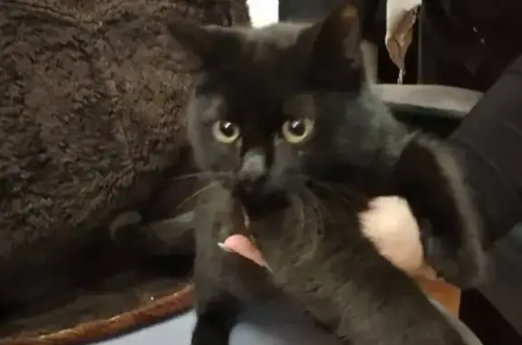 Найден черный кот с ошейником возле школы 97, Ростов-на-Дону
