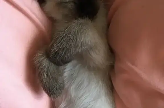 Кошки потеряшки, Санкт-Петербург, фото: Потеряшка кошка в Мурино, Ленинградская обл.