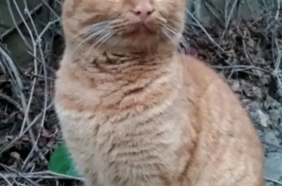 Пропала кошка в Ростове: рыжий кот с рыжими глазами.