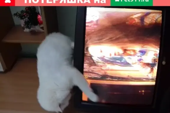 Пропала белая кошка, возможно пострадала при пожаре: ул. Первомайская 32, Омск.