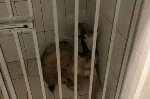 Пропала собака Тобол в Раменском, вознаграждение.