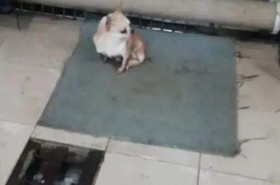 Найдена собака в Московском граде: +7 901 355-03-11
