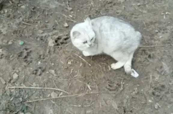 Найдена кошка на пр. Строителей, Владимир