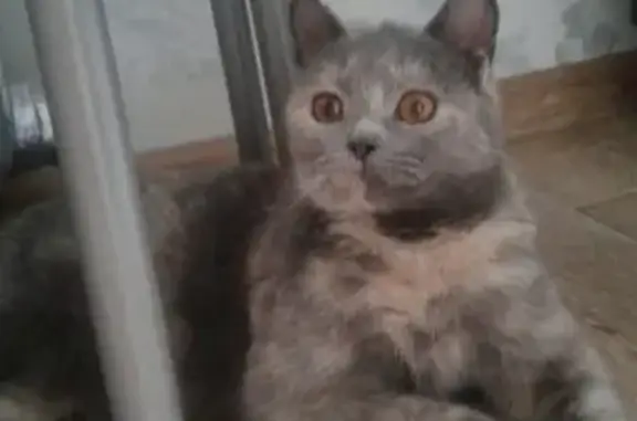 Найдена кошка Кисуня на пр. Строителей во Владимире