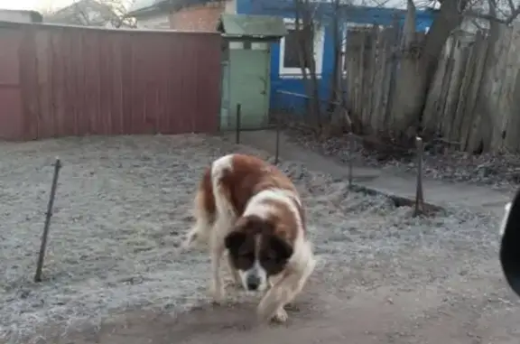 Собака найдена на 3-й Кубанской ул. в Иваново