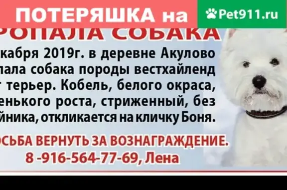 Пропала собака в деревне Акулово, МО. Требуется специальный уход.