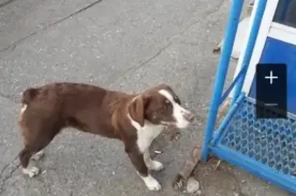 Найдена собака на ул. Коммунистической в Астрахани