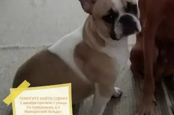 Пропала собака в Михайлове, Рязанская область, на 3-й Набережной улице