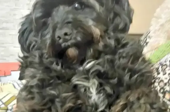 Собаки потеряшки, Сочи, фото: Потеряшка собака Жужа на ул. Чайковского 5, Сочи