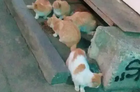 Найдены котята в Краснодаре, ищут новый дом