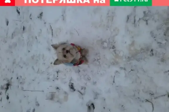 Пропала собака в Череповце на Октябрьском проспекте