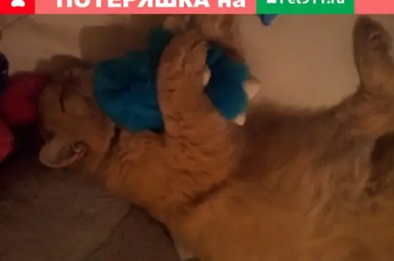 Пропал рыжий котик на Большой Каштачной улице в Томске.