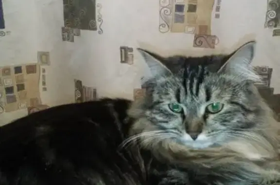 Кошки потеряшки, Новочебоксарск, фото: Потеряшка кошка в районе 