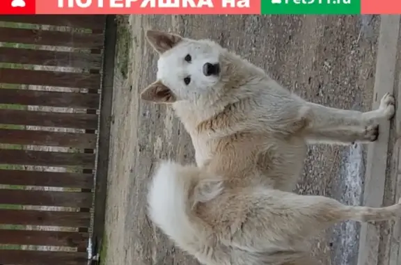 Найдена дружелюбная собака возле Домодедово