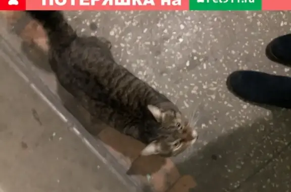 Найдена кошка на ул. Гвардейская, д.59