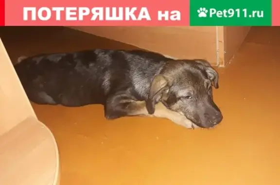 Найдена собака в Чите, Россия