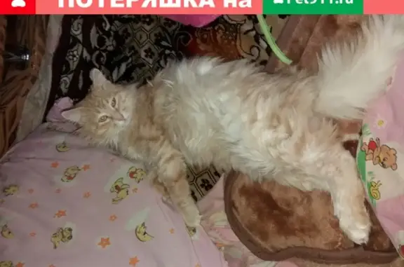 Пропала кошка в Электростали, ул. Мира 19, кличка Яша