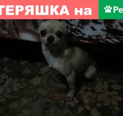 Найдена собака в центре Платнировской